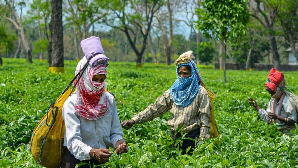 The Quietest Tea Estate in Assam cover
