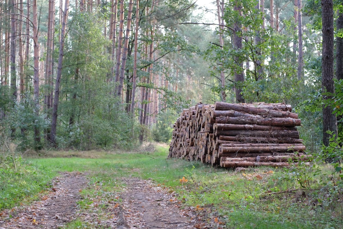 Forestry and paper site placeholder