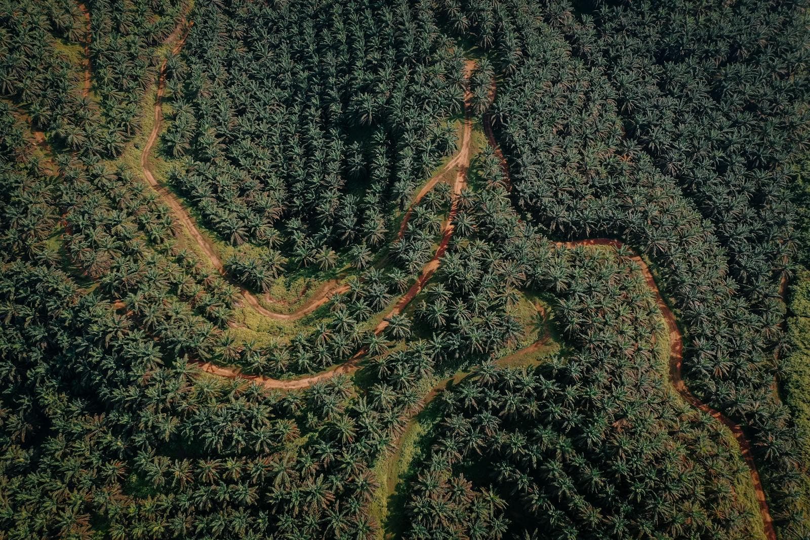 Satellite imagery showing forest cover loss at plot scale